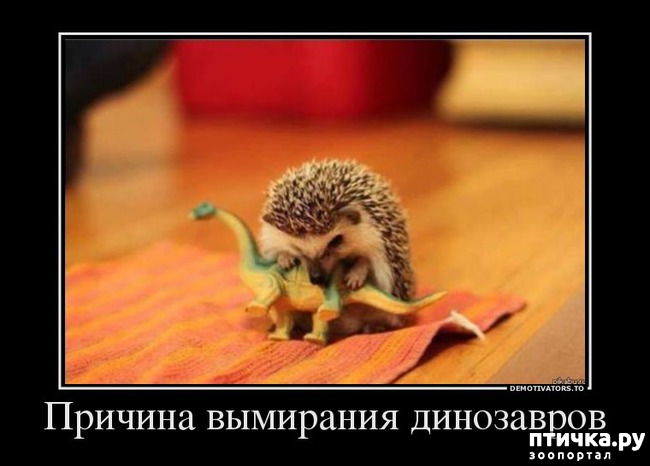 ���� 7: ����� ����, ������, ��������, �� ���������...