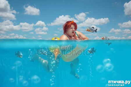 ���� 1: ���������. ��������� ��������� ������... (����)