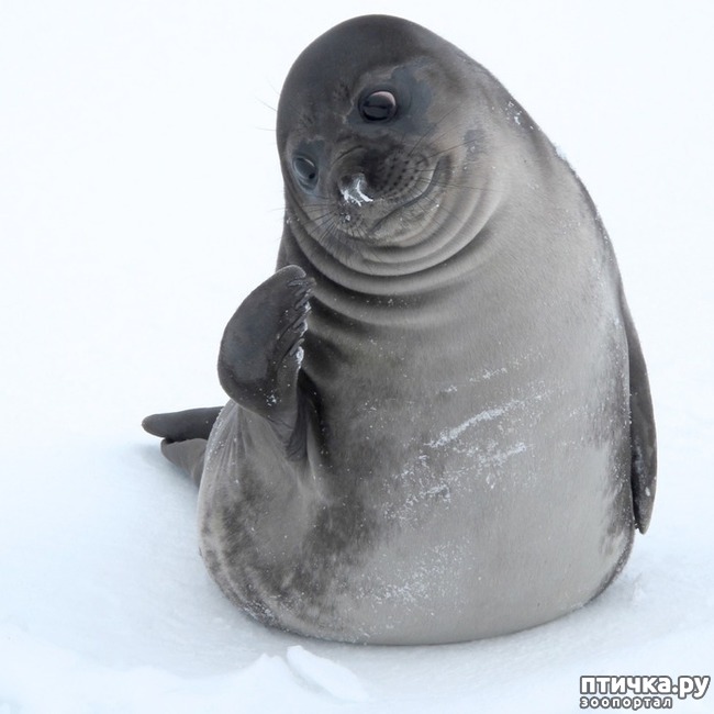 ���� 6: ���������. ��������� ��������� ������... (����)