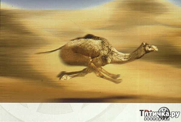 ���� 7: ���������. ��������� ��������� ������... (����)