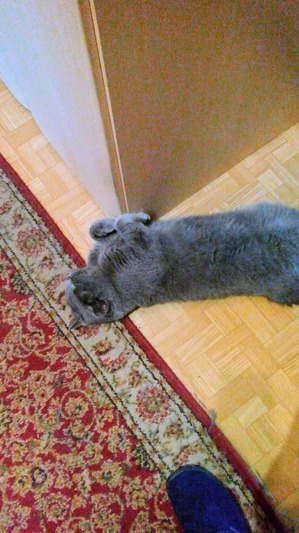 ����: ����, �������, ����