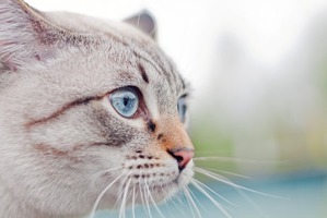 ����: ������� �����