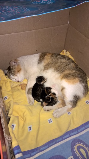 ����: ����� ���������.