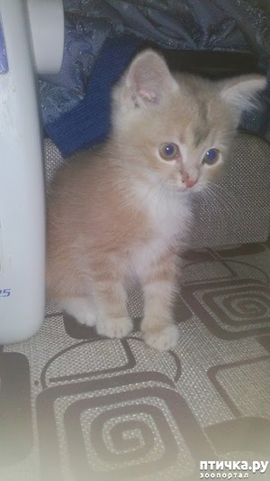 ����: �����������, ��� ���������