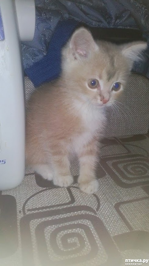 ���� 1: �����������, ��� ���������