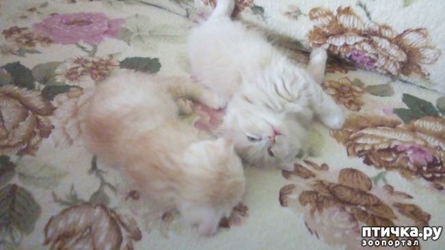 ���� 9: ��� �� � ��������