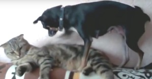 ����: ��� ���-�������� ������ ��������)))