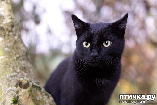 черные кошки описание