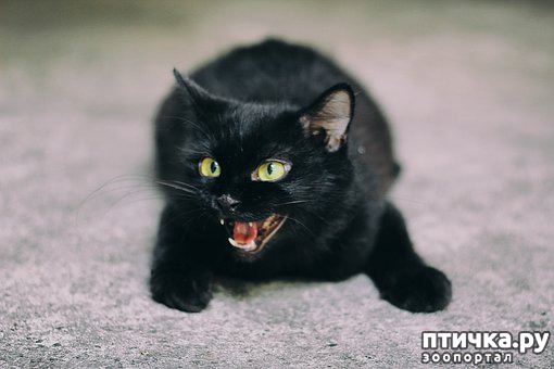 фото 4: Черные кошки: темная история с генетикой, особенности характера и прочая мистика