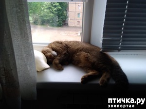 ����: ��� ���