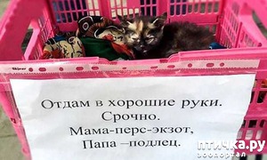 фотография: Забавные объявления про животных 2 фото: Забавные объявления про животных 2
