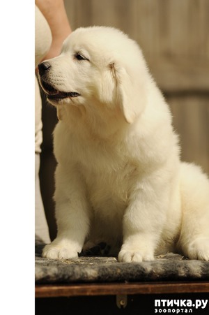 фотография: Цукат Из Снежной Стаи, 2,5 месяца. Свободен для прожажи. фото: Цукат Из Снежной Стаи, 2,5 месяца. Свободен для прожажи.