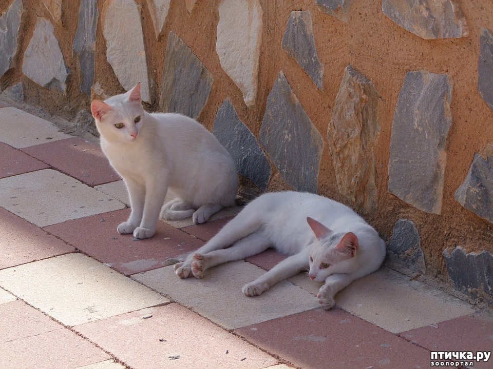 Характер Кошек Фото