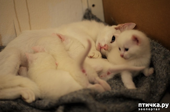фото 4: Белые кошки: генетика, характер и белая магия
