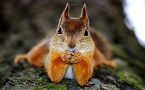 ����: �������, ��� ��� ����!