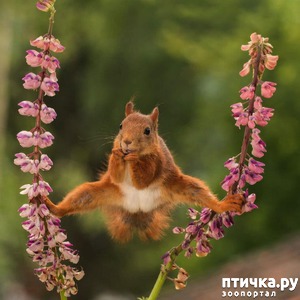 ����: �������� ���������� � �������� Comedy Wildlife Photography Awards 2018