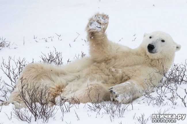 ���� 2: �������� ���������� � �������� Comedy Wildlife Photography Awards 2018