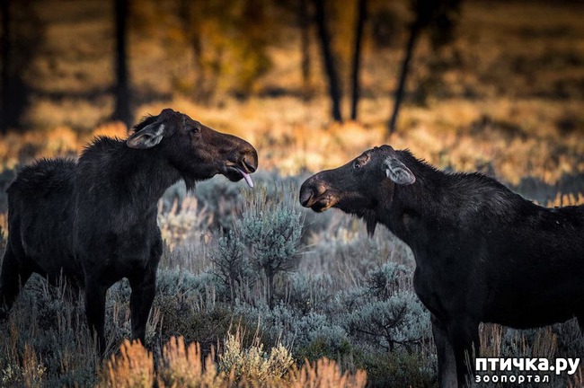 ���� 3: �������� ���������� � �������� Comedy Wildlife Photography Awards 2018