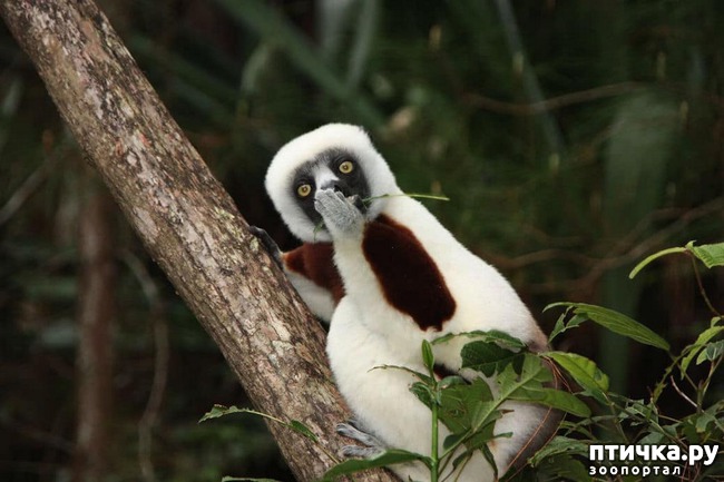 ���� 5: �������� ���������� � �������� Comedy Wildlife Photography Awards 2018