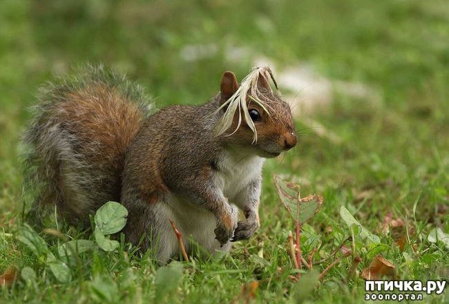 ���� 7: �������� ���������� � �������� Comedy Wildlife Photography Awards 2018