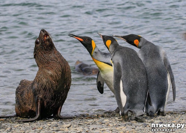 ���� 8: �������� ���������� � �������� Comedy Wildlife Photography Awards 2018