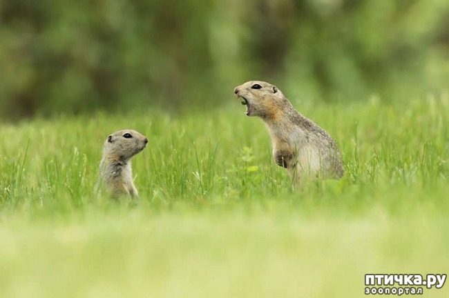 ���� 10: �������� ���������� � �������� Comedy Wildlife Photography Awards 2018