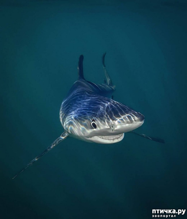 ���� 12: �������� ���������� � �������� Comedy Wildlife Photography Awards 2018