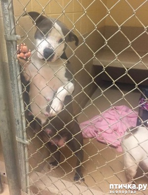 ����: ����-������� ��������� ������