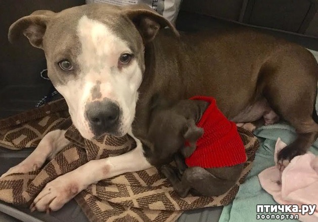 ���� 7: ����-������� ��������� ������