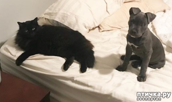 ���� 8: ����-������� ��������� ������