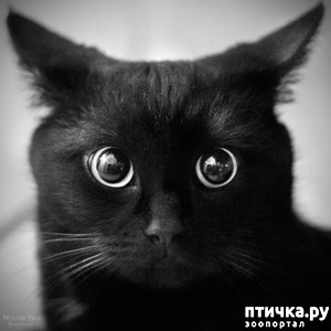 ����: ���� ����. ��� �� ����������.