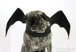 ����: ������ � ��������