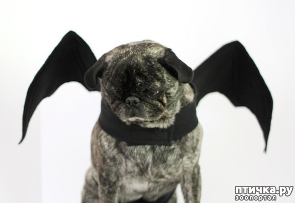 ���� 1: ������ � ��������