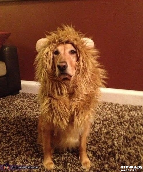 ���� 4: ������ � ��������