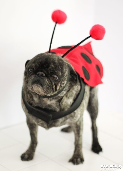 ���� 6: ������ � ��������