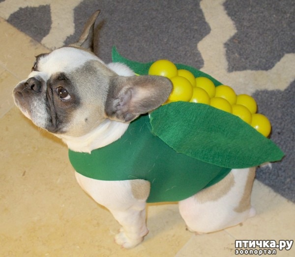 ���� 15: ������ � ��������