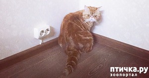 ����: ��� �����