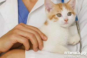 ����: ������ ��������� � ������������