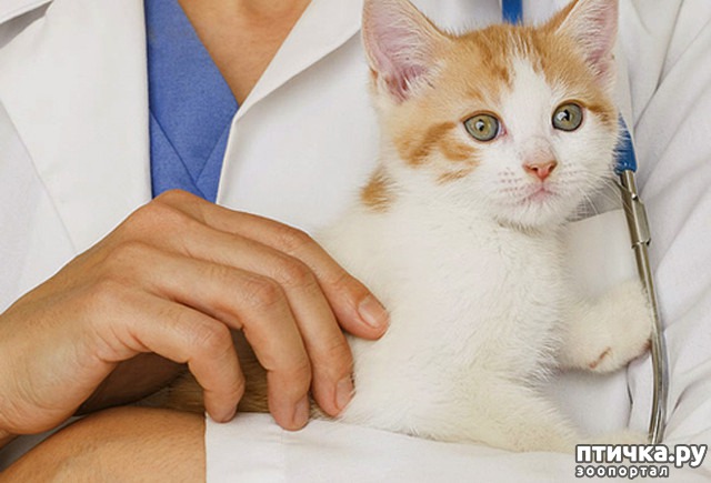 ���� 1: ������ ��������� � ������������