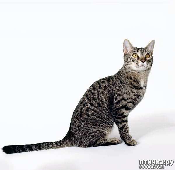 ���� 10: ������� ������� ����� �����