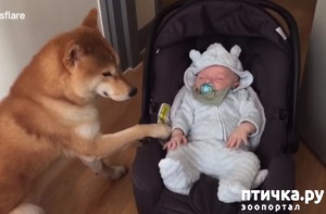 ����: ������ ������� ������� ��������)))