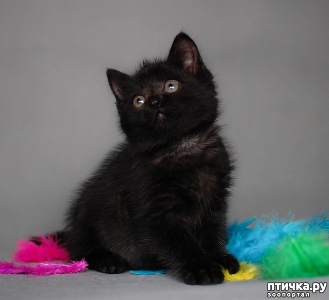 ���� 1: ������� ��������� ��������