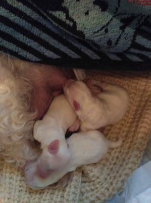 ����: ������