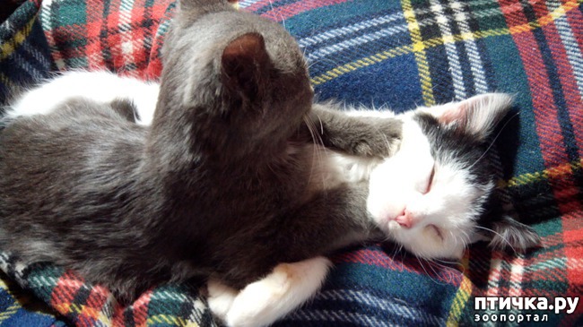 ���� 4: ��� �������