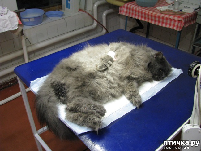 ���� 6: ������������� ������� �����