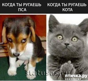 ����: ������� ���� ��������