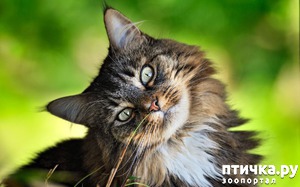 ����: ������ ΅. ������������ ������������ ����.