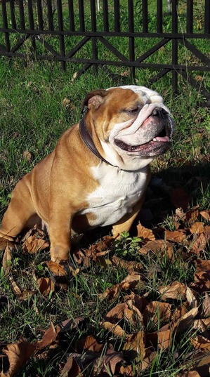 ����: �����