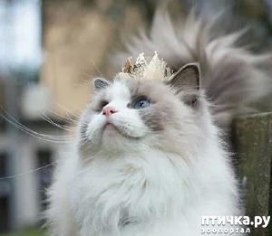 ����: ���� ����. ���������...