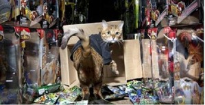 ����: ���������� ����